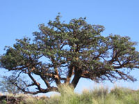 600 year old Wiliwili Tree