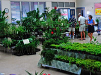 Annual Plant Sale at Waikoloa Elementary School